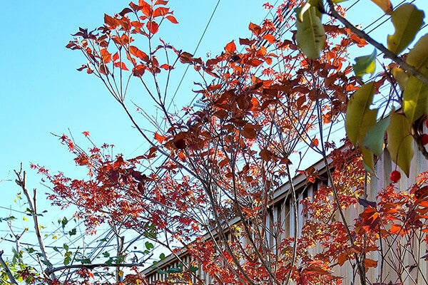 11月の庭園樹木、花