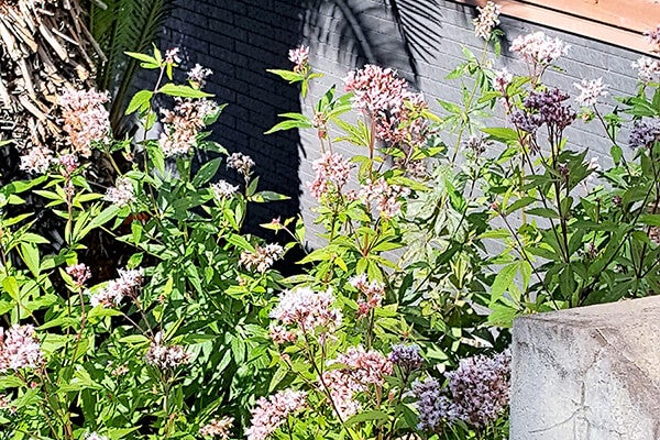 11月の庭園樹木、花