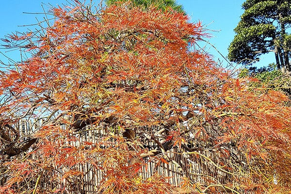 11月の庭園樹木、花