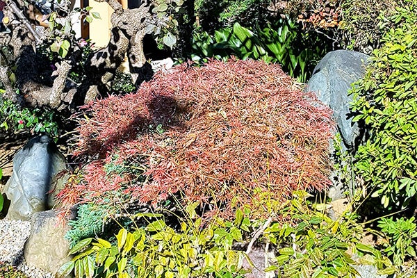 11月の庭園樹木、花