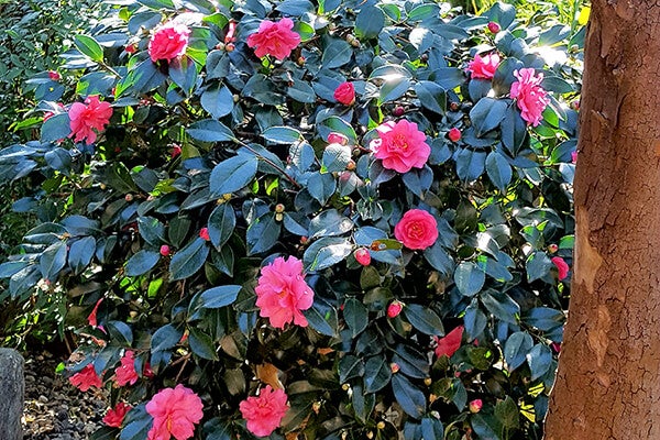 11月の庭園樹木、花