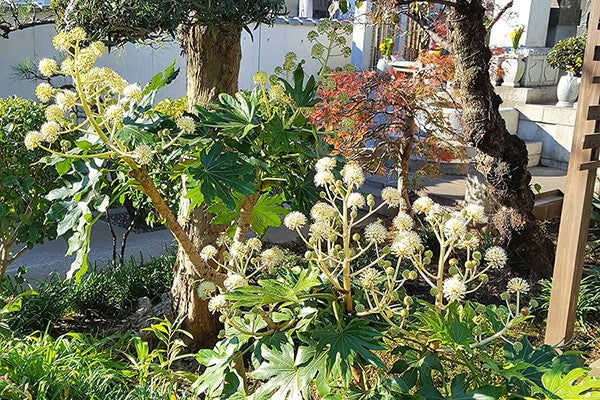 11月の庭園樹木、花