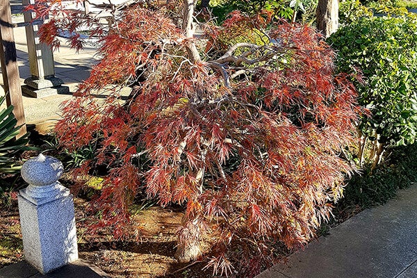 11月の庭園樹木、花