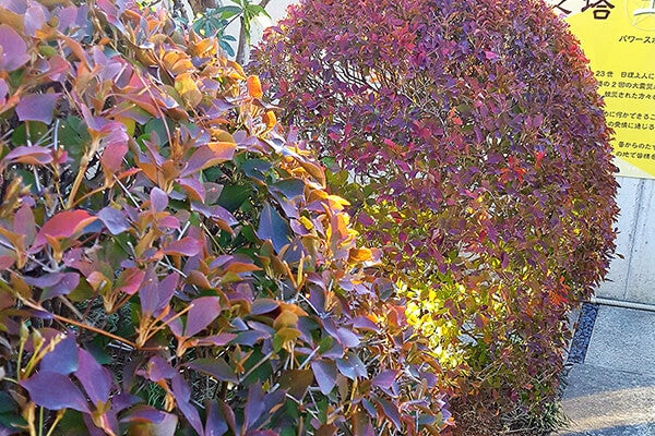 11月の庭園樹木、花