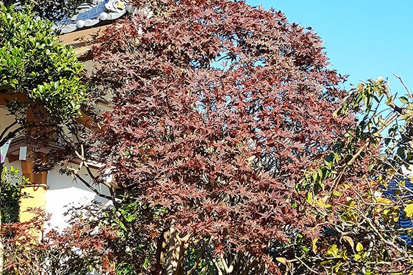 11月の庭園樹木、花