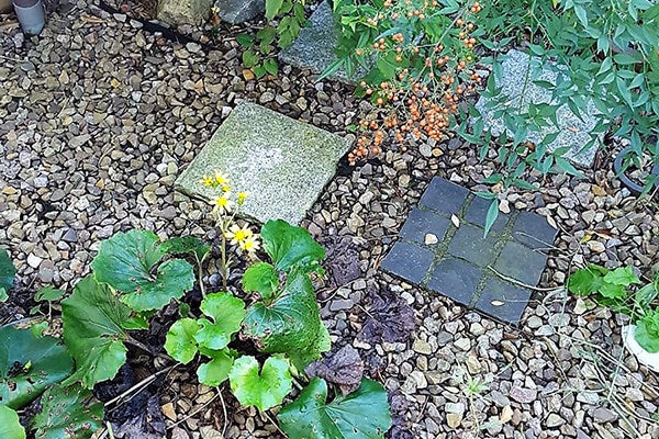 11月の庭園樹木、花