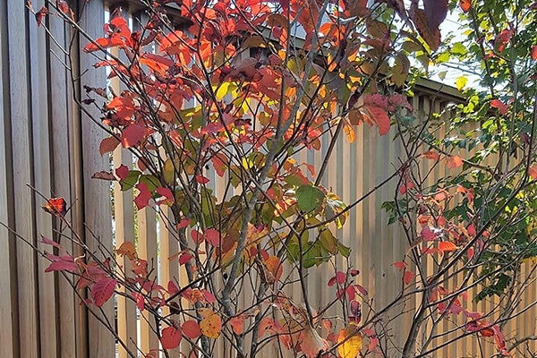 11月の庭園樹木、花