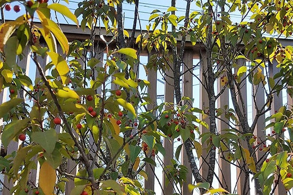 11月の庭園樹木、花