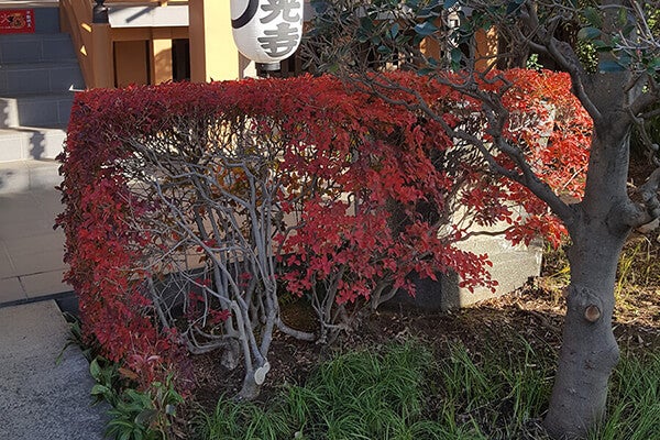 12月の庭園樹木、花