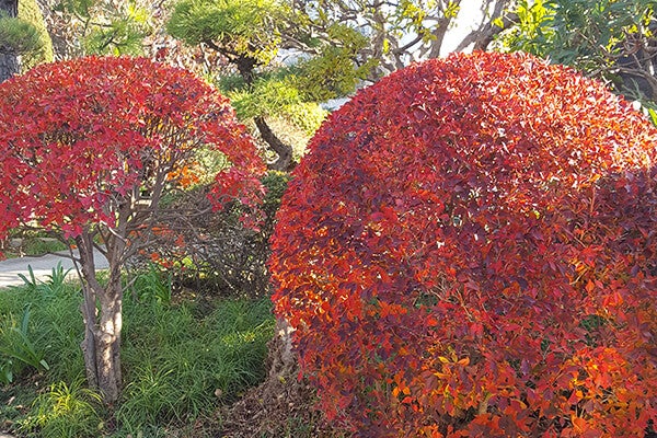 12月の庭園樹木、花