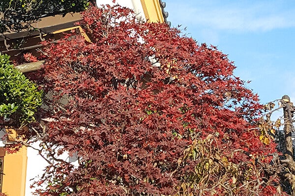 12月の庭園樹木、花